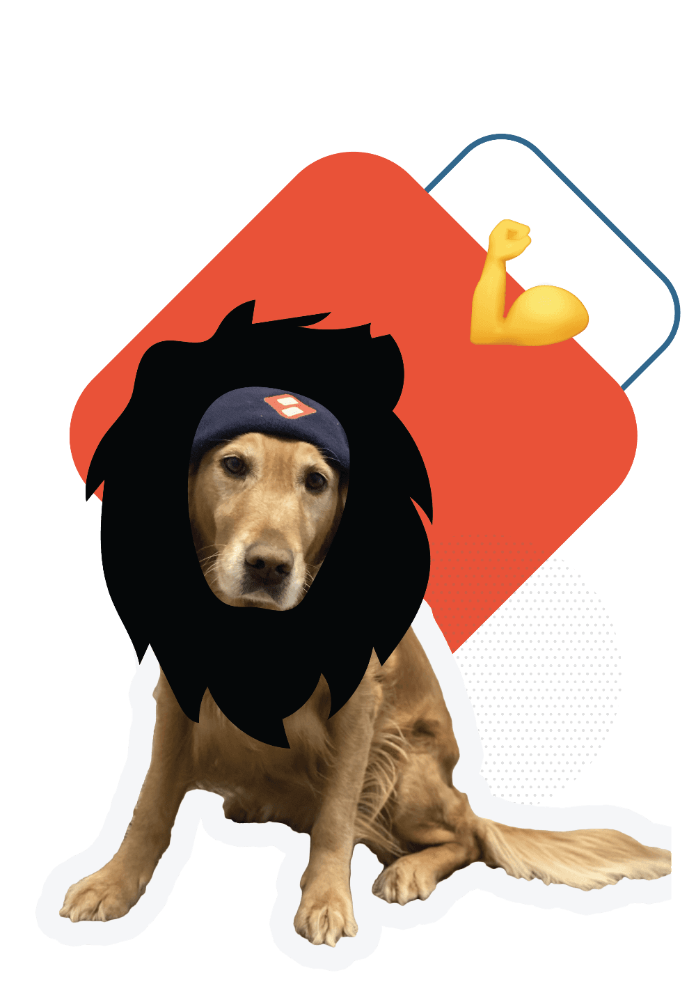 golden retriever with a beanie on